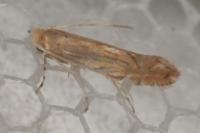 Phyllonorycter quercifoliella