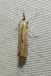Agriphila geniculea
