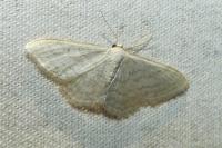 Idaea subsericeata