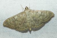 Patania ruralis