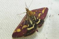 Pyrausta purpuralis