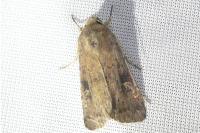 Xestia xanthographa