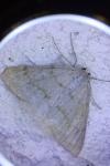 Pseudoterpna pruinata