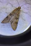 Nomophila noctuella