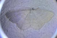 Cabera exanthemata