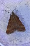 Pyrausta despicata