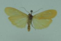 Wittia sororcula