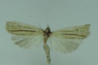 Ancylolomia tentaculella