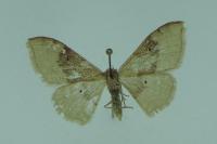 Idaea degeneraria