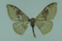 Idaea degeneraria