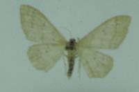 Idaea straminata