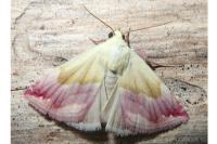 Eublemma purpurina