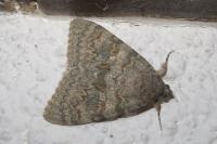 Catocala elocata
