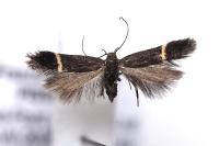 Aproaerema cinctella
