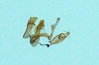 Aproaerema cinctella