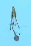 Phycitodes inquinatella