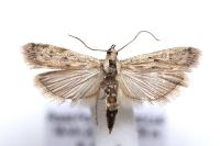 Phycitodes inquinatella