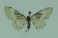Idaea filicata