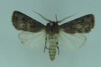 Agrotis bigramma