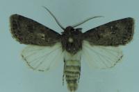 Agrotis bigramma