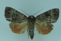 Amphipyra berbera/pyramidea