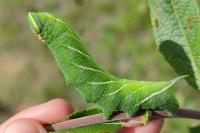 Smerinthus ocellatus