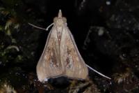 Antigastra catalaunalis