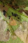 Bedellia somnulentella