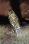Cameraria ohridella