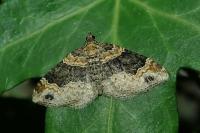 Xanthorhoe ferrugata