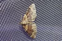 Xanthorhoe ferrugata