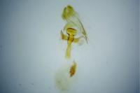 Xanthorhoe ferrugata