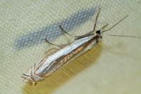 Crambus pascuella