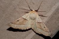 Crocallis elinguaria