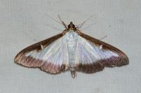 Cydalima perspectalis