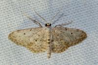 Idaea seriata