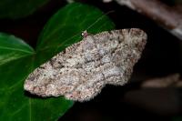 Peribatodes rhomboidaria