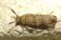 Ochsenheimeria taurella