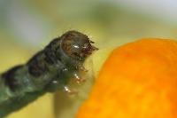 Eupithecia linariata