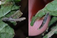Coleophora albitarsella