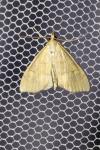 Anania crocealis