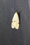 Lithosia quadra