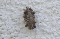 Diplodoma laichartingella