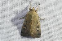 Xestia xanthographa