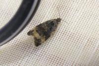 Endothenia gentianaeana/marginana/oblongana