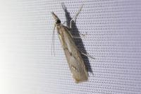 Agriphila geniculea