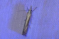 Crambus pascuella