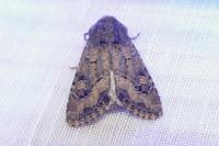 Luperina testacea