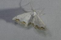 Scopula ornata