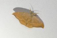 Watsonalla binaria